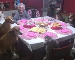 Dogs Throw Grandma’s 89th Birthday And It’s The Cutest Party Ever