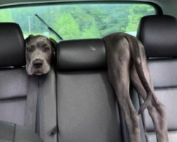 Woman Startled By Optical Illusion Of A Puppy in A Back Seat