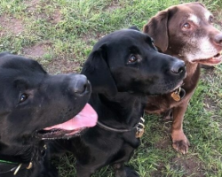 Amazing Pet Labrador Leaves An Incredible Legacy For Charities