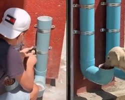 Man Creates Food And Water Dispenser For Stray Dogs