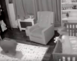 Dog Enters Child’s Room During The Night To Help Put Toddler Back To Sleep