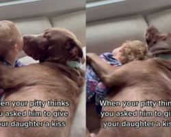 Pit Bull Gives Toddler Kiss and Cuddle in Heartwarming Video: ‘So Cute’