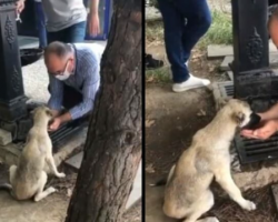 Heartwarming Video Shows Man Collecting Water In His Hands To Feed A Thirsty Street Dog