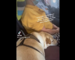 Watch How A Service Dog On A Flight Was Given Pillow By A Stranger To Make Him More Comfortable