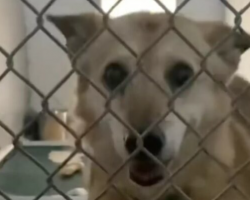 Senior Dog Sleeps In New Bed For First Time After Spending 14 Years In Shelter