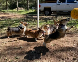 Corgis Playing A Very Intense Game Of Tetherball In Front Of The Camera