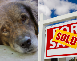 Woman Praised For Purchasing The House And Adopting The Late Owner’s Dog