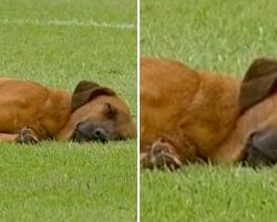 Dog Takes Peaceful Nap During Professional Soccer Match