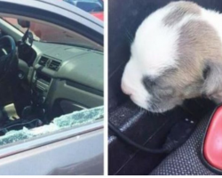 Cops Smash A Window On A 91-Degree Day To Save The Tiniest Puppy