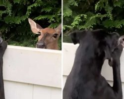 Deer Makes Friends With Dog Over Fence And Comes Back Each Day