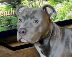 Pittie Gets Emotional Every Time He Sees His Favorite Dog Characters On TV