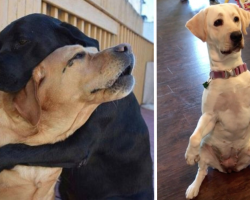 10 Reasons Why You Should Never Adopt A Labrador Retriever
