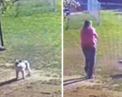 Couple Wakes Up To Their Dog Barking Outside, So They Walk To The Shed