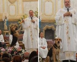 A Brazilian Priest Brings Stray Dogs To Mass To Get Them Adopted