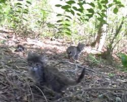 Couple Walking Through The Woods Stumbles Upon Four Crying Kittens