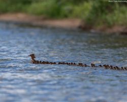 Photographer spots mother duck caring for 76 ducklings