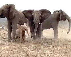 Elephants Sound The Trumpet To Welcome The Newest Member Of The Family