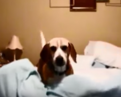 Mom & Dad Expose Their Beagle As True Creature Of Habit With Bedtime Routine