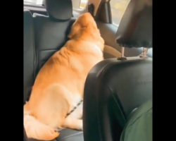 Dogs Sulk And Pout In The Backseat After Not Getting A Pupcup