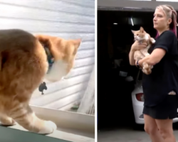 Mom Wakes Up To The Cat Screaming In The Night To Save All Of Their Lives