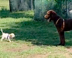 Small Puppy Instigates Playtime And Has Instant Regrets