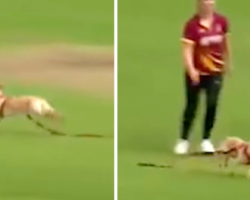 Dog Runs Onto Field And Interrupts Game For 15-Minutes Of Fame
