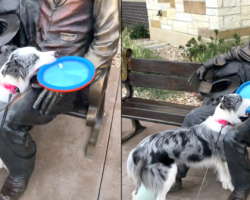 Playful Dog Bewildered By The Fact That Abe Lincoln Won’t Play Fetch With Her