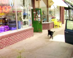 Dogs Go To The Pet Store To Get What They Want But Make Their Own Mistake