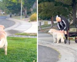 Golden Retriever Waits On The Lawn Every Day To Give A Gift To Her Friend