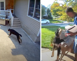 Dogs Come Running Around The House When They Hear The Mail Carrier
