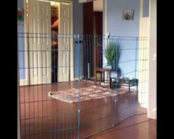 Dog Jumps Every Gate No Matter How Tall, Forces Owner To Get Creative