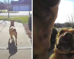 Dog Lets Herself Out To Check On Things But Has To Ring Doorbell To Get Back In