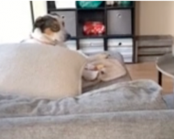 The Dog Is Looking Back At Mom When His Friend Pops Up In Front Of Him