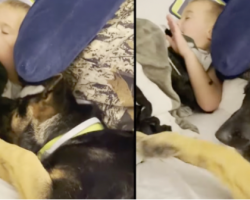 Dog Lies Down Next To His Sleepy Brother, Comes Up With The Pacifier