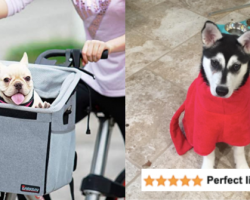 Have the Coolest Pooch on the Block With These 27 Fun Accessories