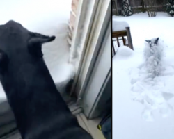 It’s Instant Regret For A Doberman Who Thinks He Wants To Go Out In The Snow