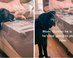 Dog Is Determined To Wake Human Brother To Play