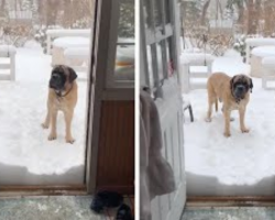 Dopey Dog Refuses To Step Over Mound Of Snow To Come Back Inside