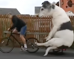 Just A Man And His Large Jack Russell