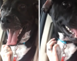 Carlos The Dog Can Show Off His Underbite On Command