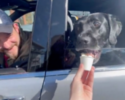 The Pup Cup Hardly Makes It To The Car Before The Dog Devours It Entirely
