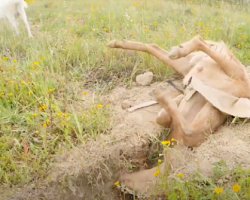 Meatball The Goofy Goat Will Do Anything To Scratch His Head