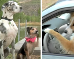 Dogs Take Matters Into Their Own Hands For A Day Out On The Water