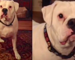 Every Night, This Red-Eyed Boxer Presents His Argument For Going To Bed