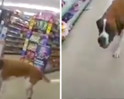 135-Pound Dog Walks Into A Dollar Store And Refuses To Leave