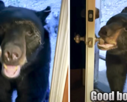 Black Bear Breaks In, But Woman Gets It To Leave By Talking To It Like A Dog