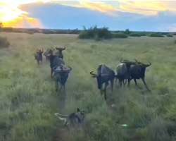 Brave Dog Confronts Herd Of Wildebeest On Trip To South Africa