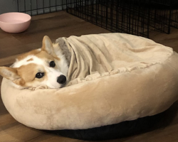 This Pet Bed w/ Hooded Blanket is the Perfect Alternative to Sleeping w/ Them in Your Bed