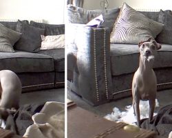 Dog Is Seen Live On Camera Tearing His Bed Apart, Freezes When Called Out