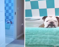 Mom Catches Her Bulldog Relaxing In The Bubble Bath